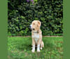 Odin, a Central Asian Shepherd Dog tested with EmbarkVet.com