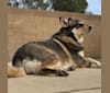 Jane Pawsten, a German Shepherd Dog and Siberian Husky mix tested with EmbarkVet.com