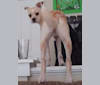 Sir Didymus, a Rat Terrier and Miniature Pinscher mix tested with EmbarkVet.com