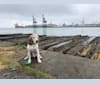 Huckleberry, a Beagle and Labrador Retriever mix tested with EmbarkVet.com