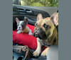 Bear, a French Bulldog and Bulldog mix tested with EmbarkVet.com