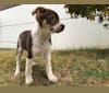 Photo of Nova, a Rat Terrier, German Shepherd Dog, Shetland Sheepdog, and Mixed mix in Croydon, Pennsylvania, USA