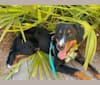 Archie, a Bernese Mountain Dog tested with EmbarkVet.com