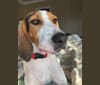 Mazzy, a Treeing Walker Coonhound tested with EmbarkVet.com