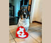 Dennis, an American Eskimo Dog and Dachshund mix tested with EmbarkVet.com