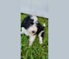George, a Bernedoodle tested with EmbarkVet.com