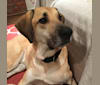 Floyd, a Labrador Retriever and Bloodhound mix tested with EmbarkVet.com