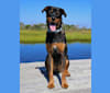 Dozer, a Rottweiler and Boxer mix tested with EmbarkVet.com