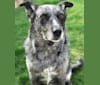 Coal, an Australian Cattle Dog and Border Collie mix tested with EmbarkVet.com