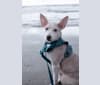 Photo of Icee, an American Pit Bull Terrier and Siberian Husky mix in Houston, Texas, USA