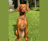 Bailey, a Vizsla tested with EmbarkVet.com