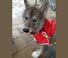 Cailean a dog tested with EmbarkVet.com