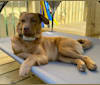 Luca, an Eastern European Village Dog tested with EmbarkVet.com