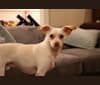Photo of Jax, a Poodle (Small), Chihuahua, Bichon Frise, Maltese, and Shih Tzu mix in Gig Harbor, Washington, USA