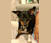 Romeo, a Miniature Pinscher and Rat Terrier mix tested with EmbarkVet.com