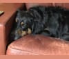 Freya, a Saint Bernard and German Shepherd Dog mix tested with EmbarkVet.com