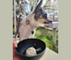 Bloo, a Miniature/MAS-type Australian Shepherd and Australian Cattle Dog mix tested with EmbarkVet.com