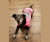 Charlotte, a Labrador Retriever and Golden Retriever mix tested with EmbarkVet.com