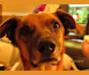 Kumo, a German Shepherd Dog and Labrador Retriever mix tested with EmbarkVet.com