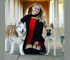 Lilith, a German Shepherd Dog and Pomeranian mix tested with EmbarkVet.com