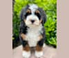 Murphy, a Bernedoodle tested with EmbarkVet.com