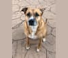 Photo of Rustee, an American Pit Bull Terrier, American Bulldog, and German Shepherd Dog mix in New York, USA
