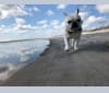 Charlie, a French Bulldog tested with EmbarkVet.com