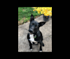 Odin, a German Shepherd Dog and Belgian Malinois mix tested with EmbarkVet.com