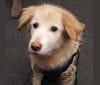 Venus, a West Asian Village Dog tested with EmbarkVet.com