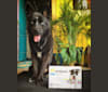 Spock, a German Shepherd Dog and Chow Chow mix tested with EmbarkVet.com