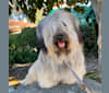 Teijo, a Skye Terrier tested with EmbarkVet.com