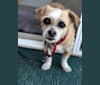 Bernie, a Chihuahua and Shih Tzu mix tested with EmbarkVet.com