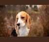 Winston, a Beagle tested with EmbarkVet.com