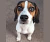 Dunn, a Beagle and Rat Terrier mix tested with EmbarkVet.com