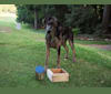Ozark, an Australian Shepherd and Labrador Retriever mix tested with EmbarkVet.com