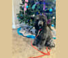 Photo of Yelena Romanoff, a Poodle (Standard)  in Amarillo, Texas, USA