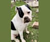 Photo of Faith Gumble, an American Bulldog  in Lorain, Ohio, USA