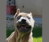 Dredd, a Cane Corso tested with EmbarkVet.com