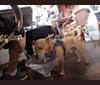 Sparky, a Chihuahua and Miniature Pinscher mix tested with EmbarkVet.com