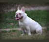Photo of REMY, a French Bulldog 