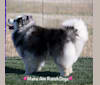 Steele, a Siberian Husky and Pomeranian mix tested with EmbarkVet.com