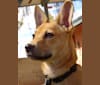 Bean, a Chow Chow and Chihuahua mix tested with EmbarkVet.com