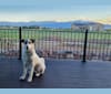 Casper, a Great Pyrenees and German Shepherd Dog mix tested with EmbarkVet.com
