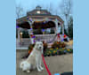 Prince, an Arabian Village Dog tested with EmbarkVet.com