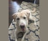 Chance, a Labrador Retriever and German Shepherd Dog mix tested with EmbarkVet.com