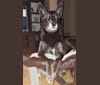 Photo of Lexi, a Siberian Husky, German Shepherd Dog, American Pit Bull Terrier, and Rottweiler mix in Las Vegas, Nevada, USA