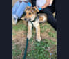 Photo of Shainee, a German Shepherd Dog, Australian Cattle Dog, and Mixed mix in Long Beach, California, USA
