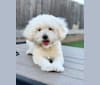 Jameson, a Lhasa Apso and Poodle (Small) mix tested with EmbarkVet.com