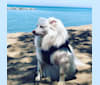 Luna, an American Eskimo Dog tested with EmbarkVet.com