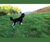 Freya, a Poodle (Standard) tested with EmbarkVet.com